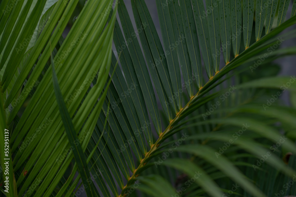 Tropical green palm plant background close up Tropical green palm plant background close up