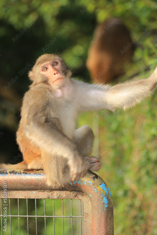 monkey in Kam Shan Country Park, hong kong monkey in Kam Shan Country Park, hong kong