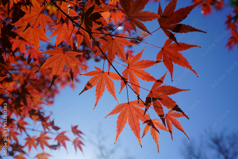 Red autumn leaves against blue sky Red autumn leaves against blue sky