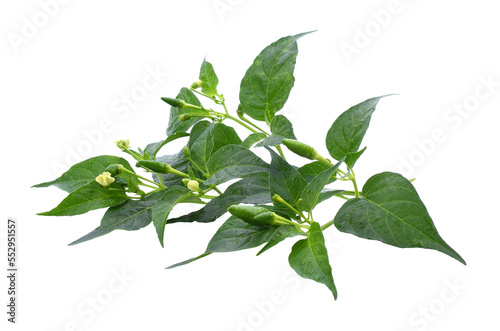 Chili pepper leaves isolate transparent png