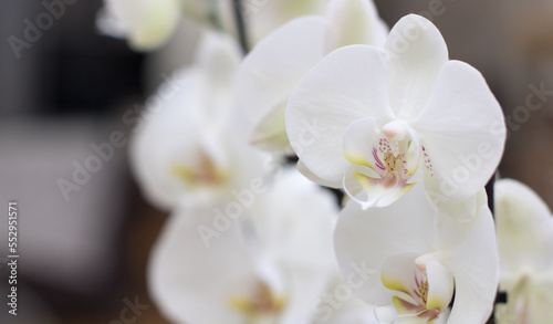 Portrait of a white orchid with a blurred background