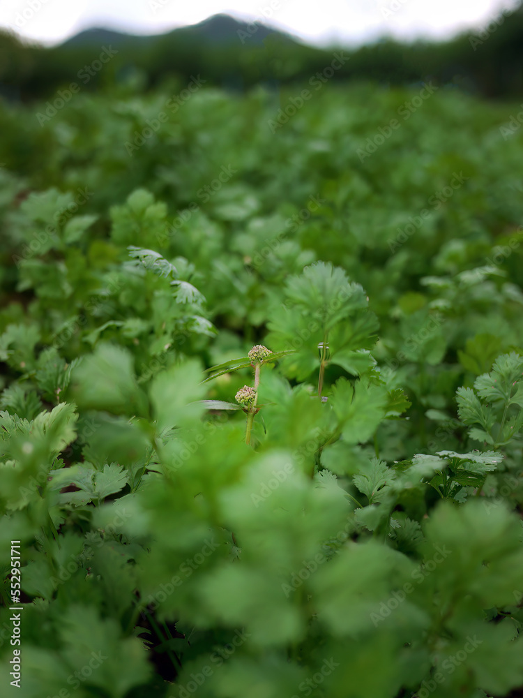 Green Coriander field background. Close up fresh growing coriander (cilantro) leaves in vegetable plot. Green Coriander field background. Close up fresh growing coriander (cilantro) leaves in vegetable plot.