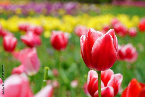 Colorful tulips in the garden #552951702