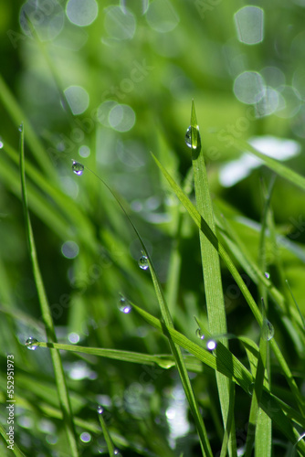 macro of a few dewdrops on grass on a sunny morning