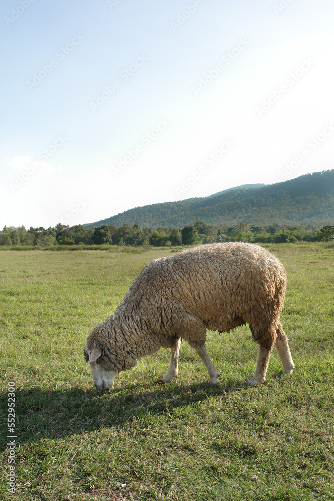 One sheep grazing grass in the meadow and hillside nature view One sheep grazing grass in the meadow and hillside nature view