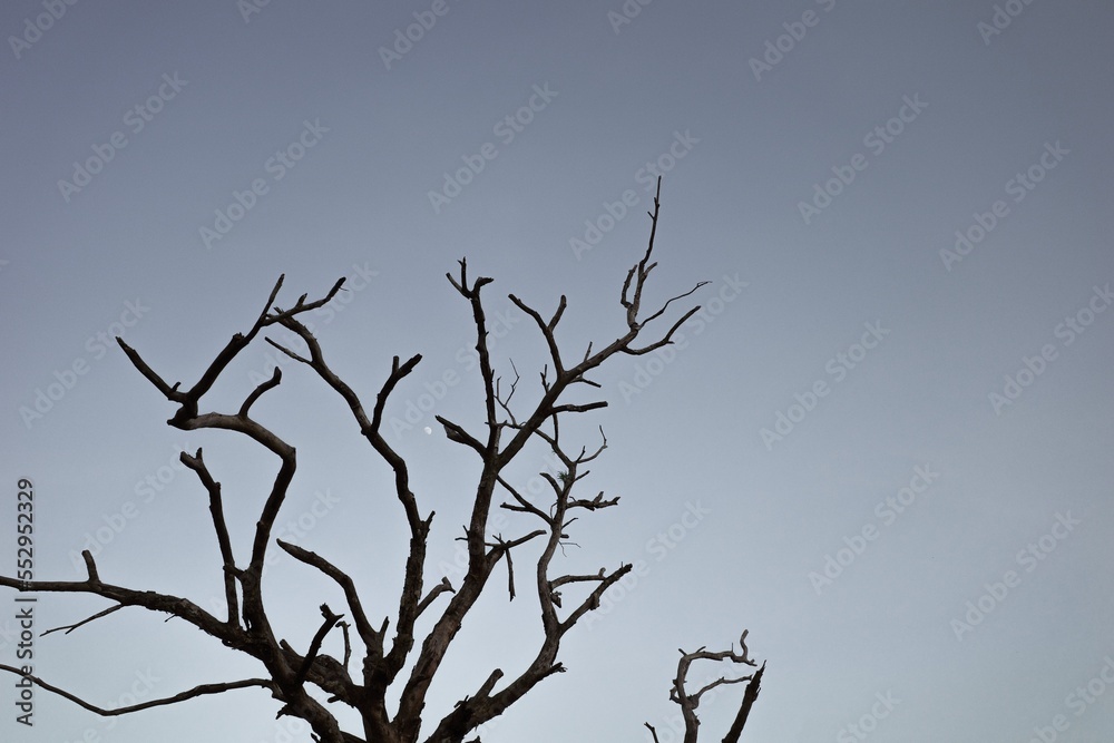 Silhouette death branches of tree with tiny moon on evening sky before dark Silhouette death branches of tree with tiny moon on evening sky before dark
