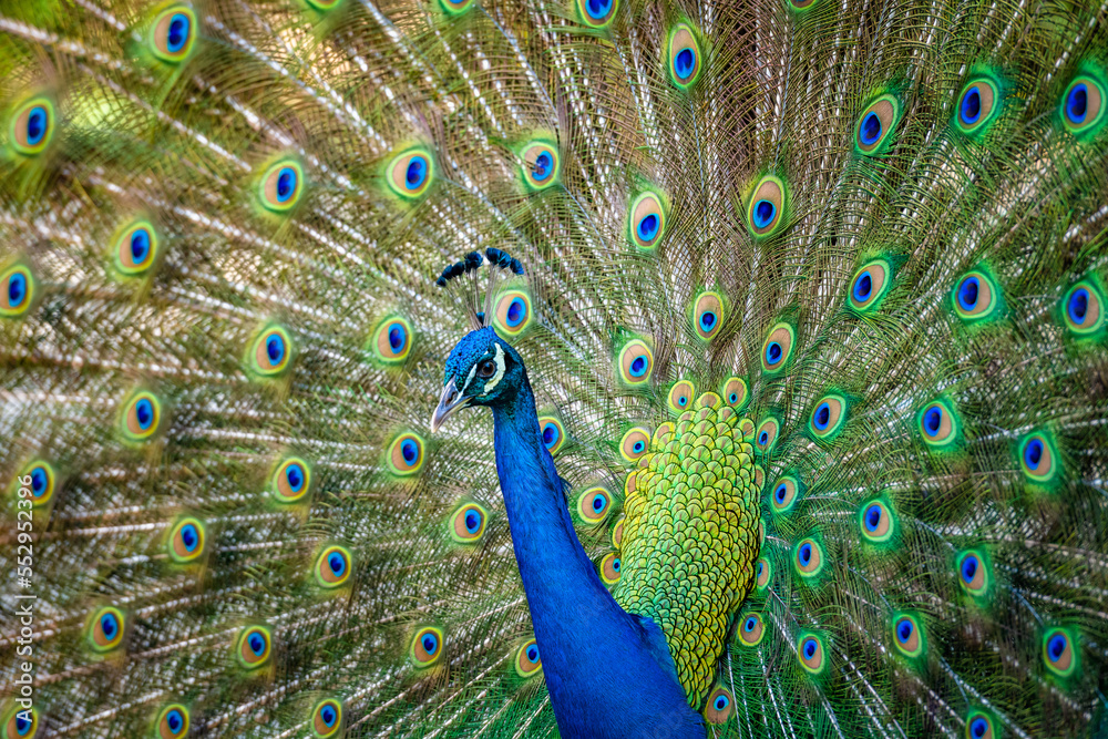 Fototapeta premium Beautiful Indian peacock&nbsp;displaying his tail