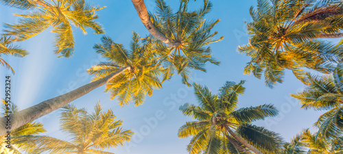 Outdoor sunset exotic foliage, closeup nature landscape. Summer beach background palm trees against blue sky banner panorama, tropical travel destination. Romantic vibes of tropical palm tree sun rays © icemanphotos
