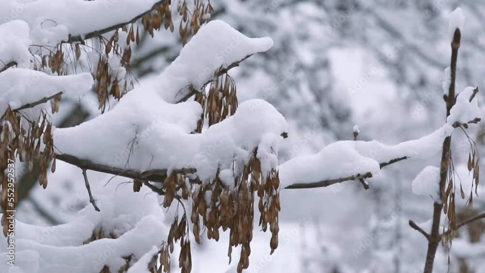 A bunch of snow on a tree branch in winter close-up. 4k raw macro video with smooth camera movement. A bunch of snow on a tree branch in winter close-up. 4k raw macro video with smooth camera movement.