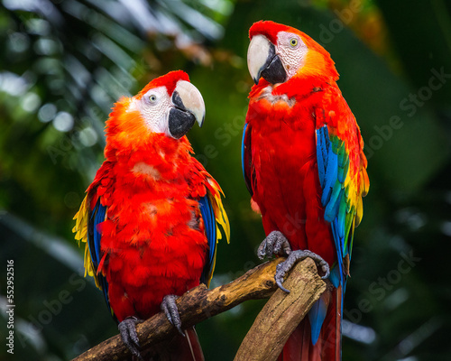 Red parrots in the bird park © lic0001