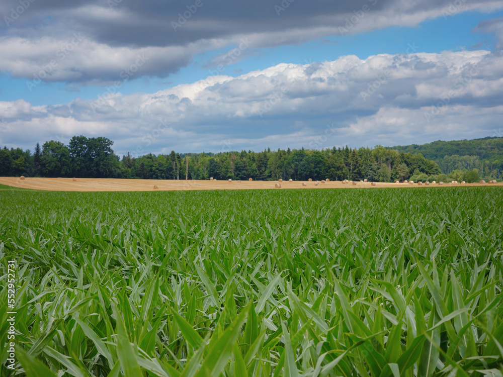 a cornfield somewhere on the france switzerland border in summer cloudy day. a cornfield somewhere on the france switzerland border in summer cloudy day.