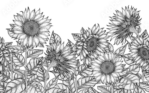 Seamless horizontal pattern garden of sunflowers