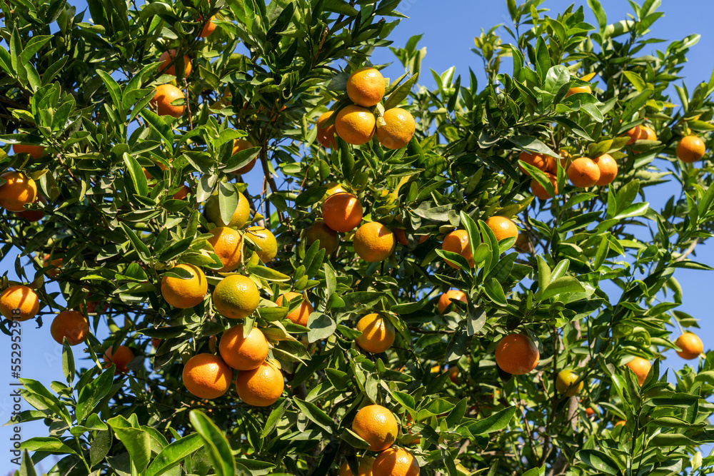 Clementine plantation during the harvest period Stock Photo Adobe Stock