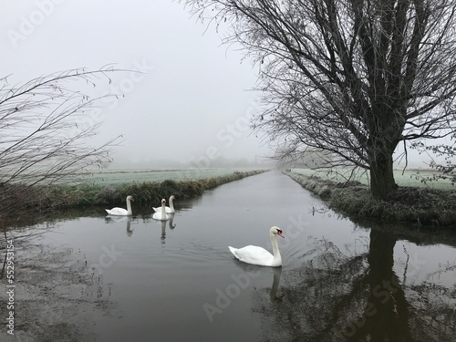 Lake view with swans and foggy weather