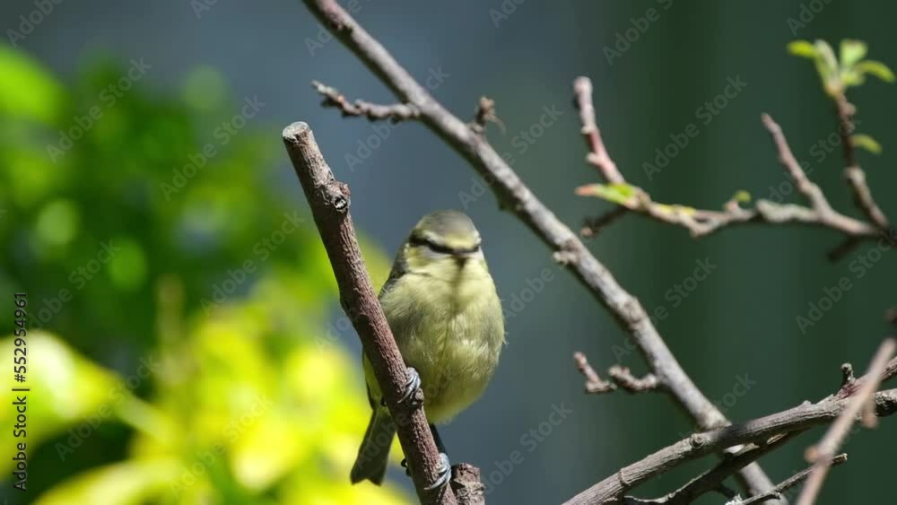 The Eurasian blue tit is a small passerine bird in the tit family, Paridae. It is easily recognisable by its blue and yellow plumage and small size. The Eurasian blue tit is a small passerine bird in the tit family, Paridae. It is easily recognisable by its blue and yellow plumage and small size.