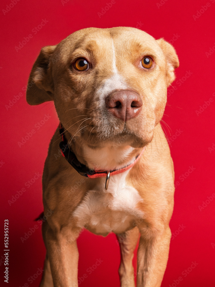 solo individual shelter dog posing for a portrait photo 