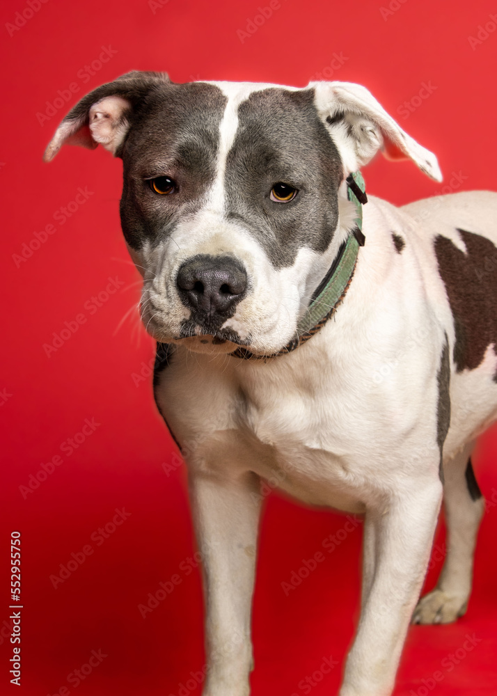 solo individual shelter dog posing for a portrait photo 