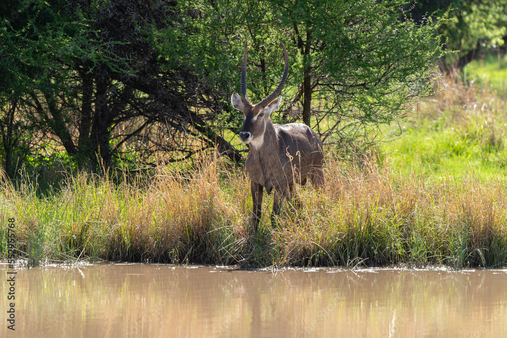 Fototapeta premium Cobe à croissant , Waterbuck, Kobus ellipsiprymnus, Parc national du Kruger, Afrique du Sud