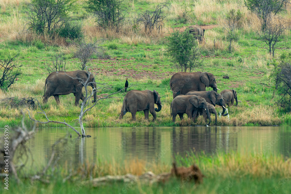 Éléphant d'Afrique, Loxodonta africana, Parc national du Pilanesberg, Afrique du Sud Éléphant d'Afrique, Loxodonta africana, Parc national du Pilanesberg, Afrique du Sud