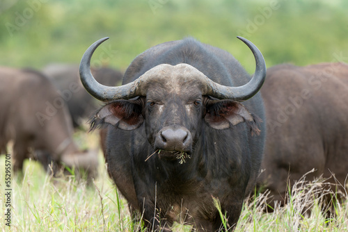 Buffle d'Afrique, Syncerus caffer, Parc national Kruger, Afrique du Sud