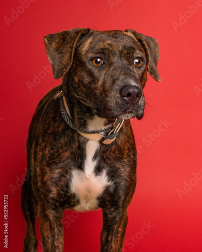 solo individual shelter dog posing for a portrait photo 