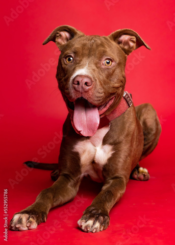 solo individual shelter dog posing for a portrait photo 