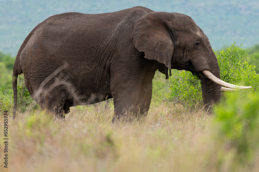 Obraz premium Éléphant d'Afrique, Loxodonta africana, Parc national du Pilanesberg, Afrique du Sud