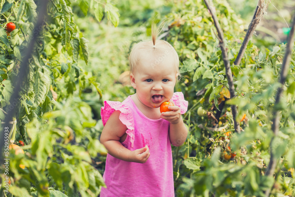 little baby eating tomato in garden, carefree childhood little baby eating tomato in garden, carefree childhood
