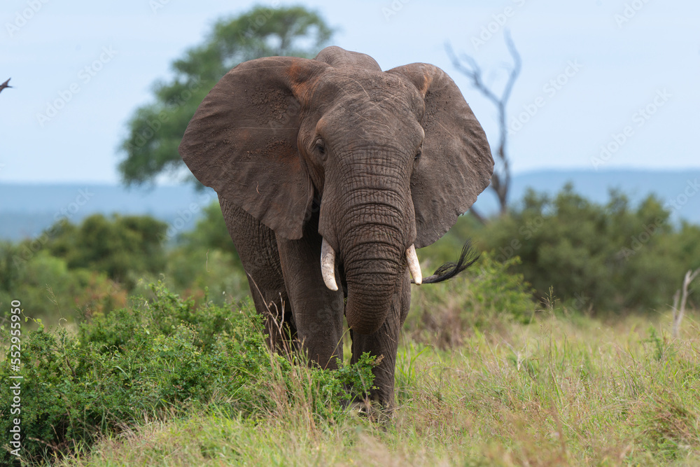 Fototapeta premium Éléphant d'Afrique, Loxodonta africana, Parc national du Pilanesberg, Afrique du Sud