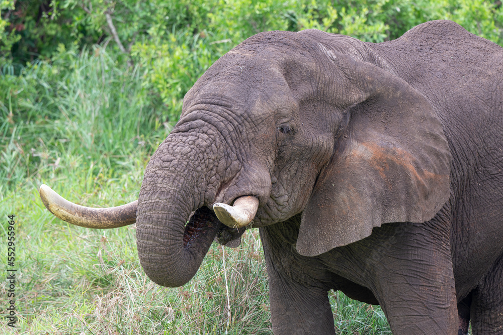 Fototapeta premium Éléphant d'Afrique, Loxodonta africana, Parc national du Pilanesberg, Afrique du Sud