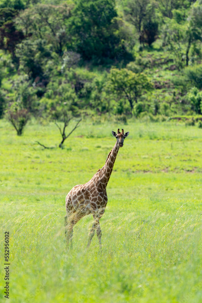 Obraz premium Girafe, Giraffa Camelopardalis, Parc national Kruger, Afrique du Sud