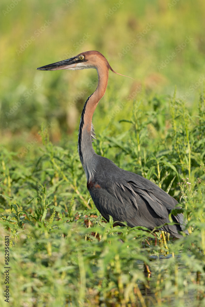 Fototapeta premium Héron goliath,.Ardea goliath, Goliath Heron