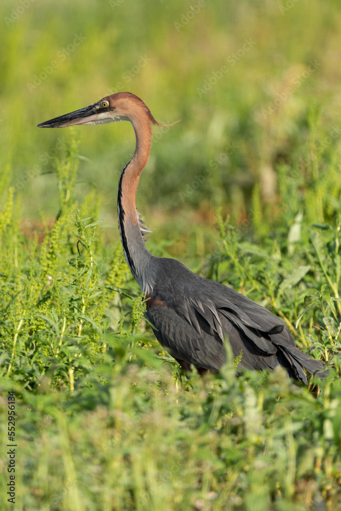 Fototapeta premium Héron goliath,.Ardea goliath, Goliath Heron