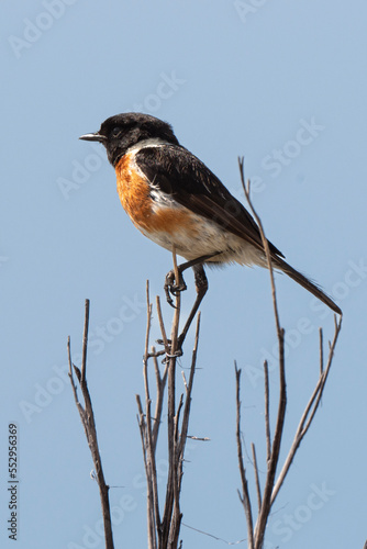 Tarier pâtre, Traquet pâtre, Saxicola rubicola,  European Stonechat, male