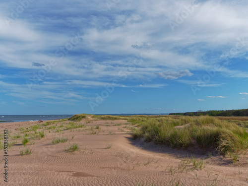 Fotografía Looking South along the Grass covered Dunes at Tentsmuir Point with sand ripples carved into them by the prevailing winds