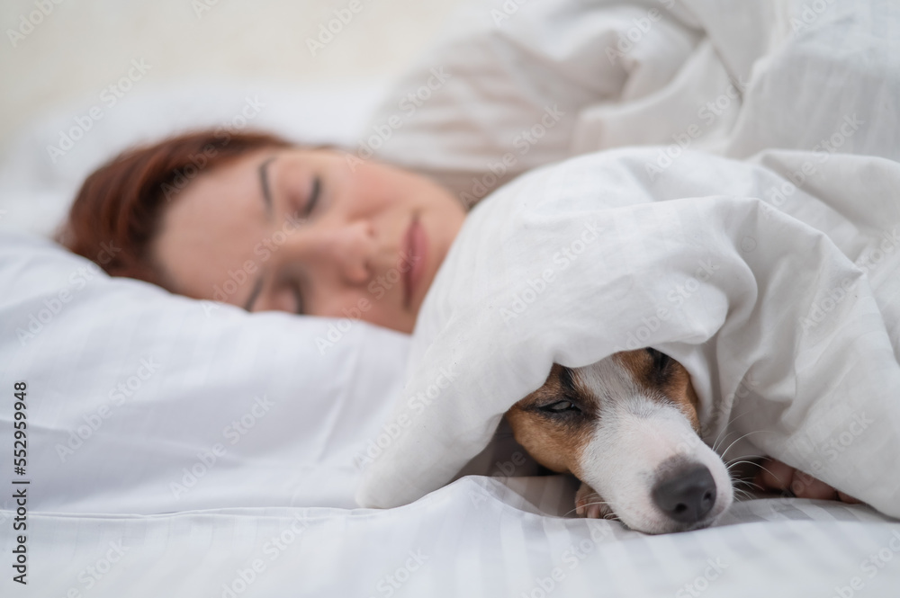 Jack Russell Terrier dog sleeps wrapped in a blanket next to his owner. Jack Russell Terrier dog sleeps wrapped in a blanket next to his owner.