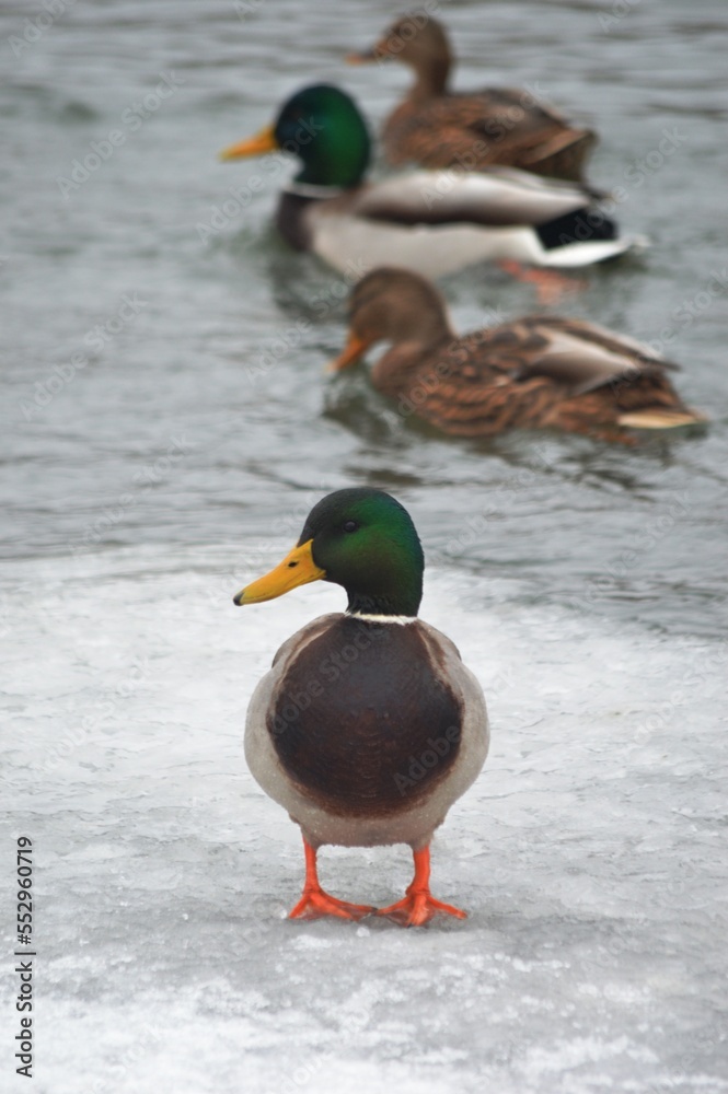 duck on the water duck on the water