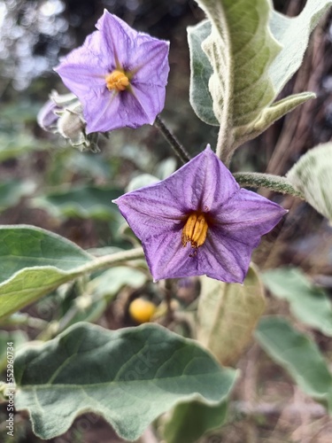 purple flower in the garden