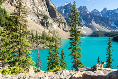 Moraine Lake and Squirrel, Rocky Mountains, Banff National Park, Alberta, Canada