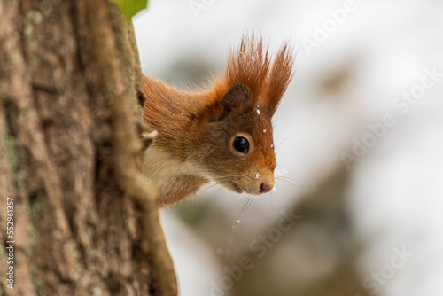 Eichhörnchen  © andybe