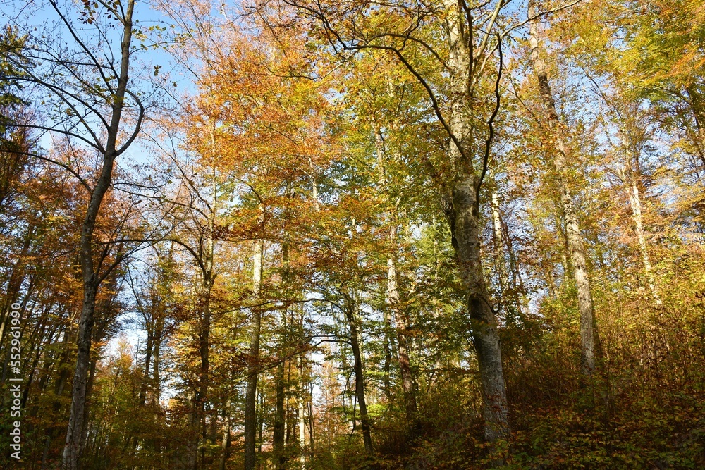 Autumn beech temperate, deciduous. broadleaf forest in yellow and orange autumn colors Autumn beech temperate, deciduous. broadleaf forest in yellow and orange autumn colors