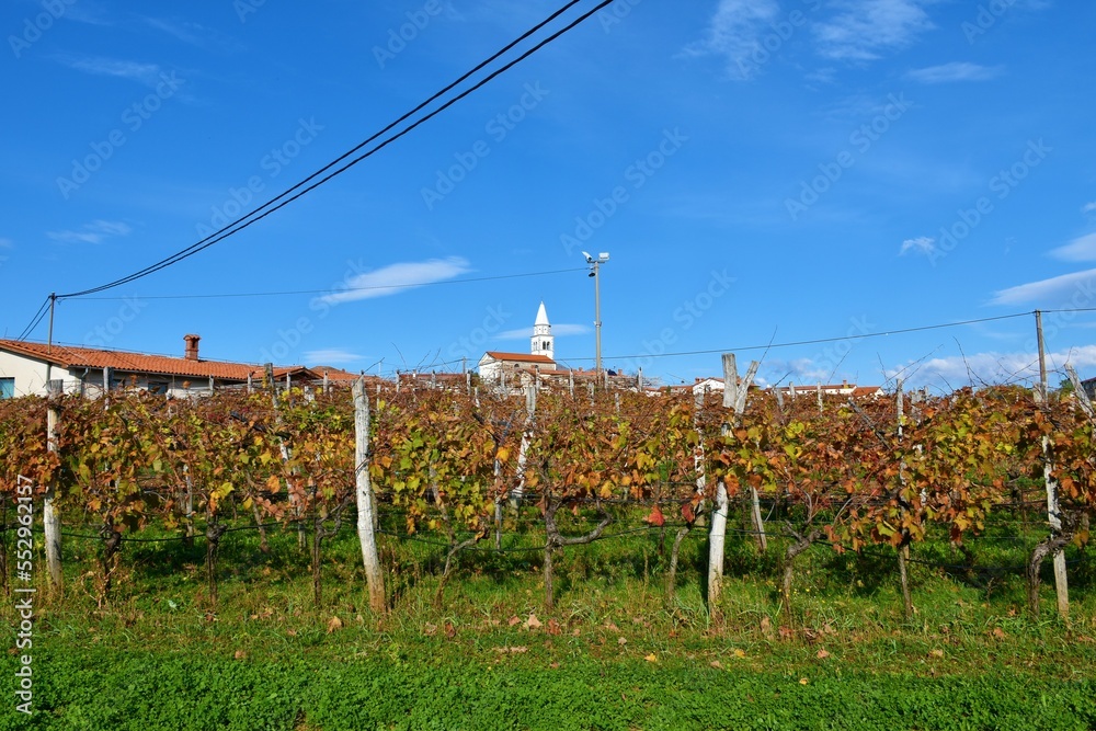 Parish Church of St. Thomas and a autumn red colored vineyard in the village of Pliskovica at Karst plateau in Primorska, Slovenia