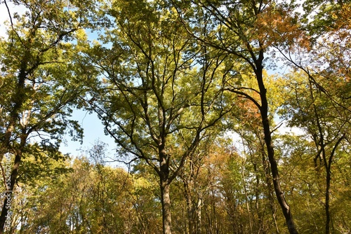Group of tall Turkey oak (Quercus cerris) trees in summer