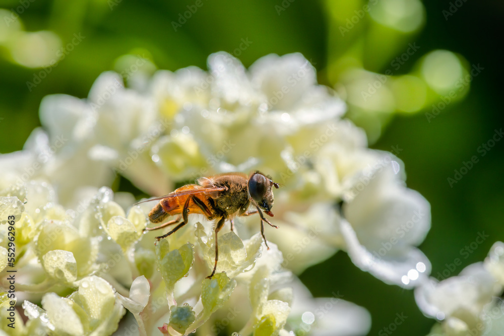 Hoverfly on a white blossom of a flower Hoverfly on a white blossom of a flower