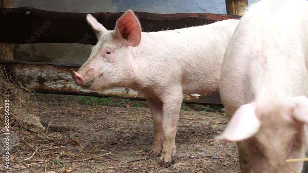 A young domestic white piglet is happily eating something. Breeding pigs on a farm in the village A young domestic white piglet is happily eating something. Breeding pigs on a farm in the village