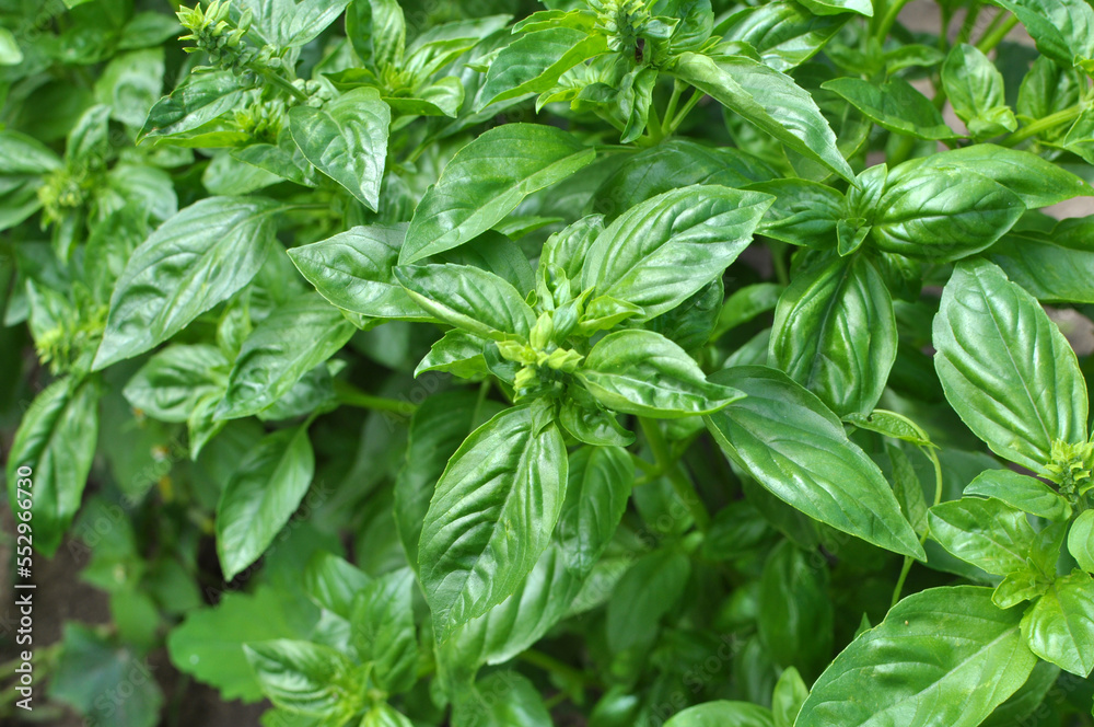 Basil grows in the garden Basil grows in the garden