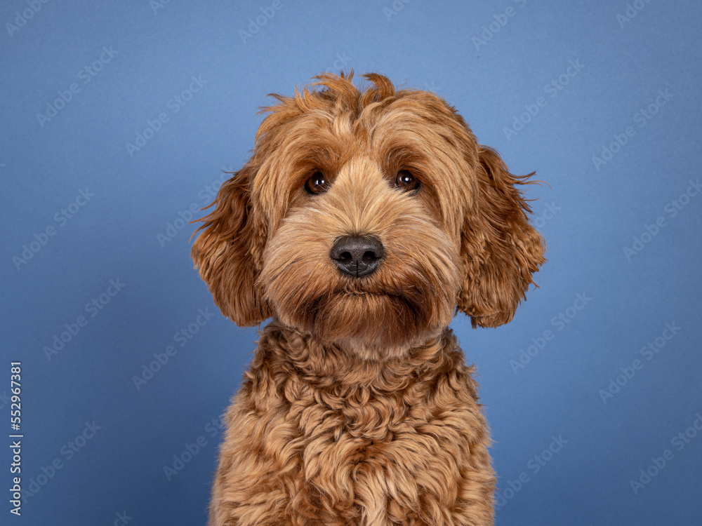 Landscape orientation head shot of sweet brond Cobberdog aka Labradoodle dog, sitting up facing front. Looking straight to camera. Isolated on blue background. Landscape orientation head shot of sweet brond Cobberdog aka Labradoodle dog, sitting up facing front. Looking straight to camera. Isolated on blue background.