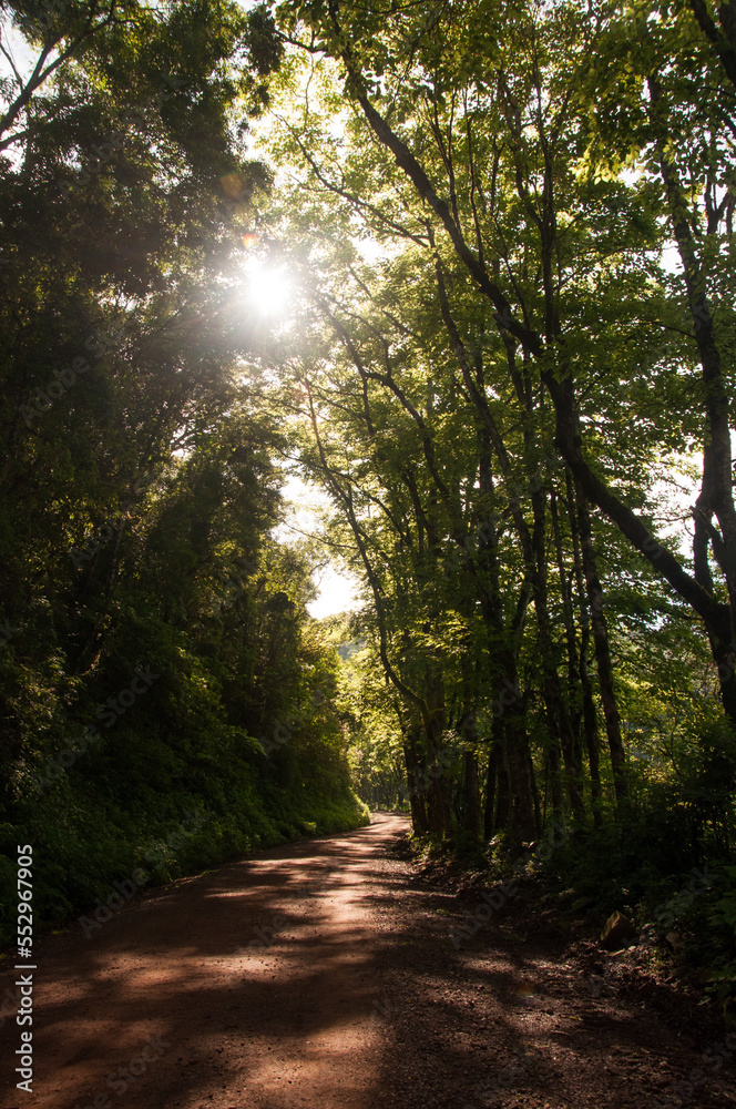 Fototapeta premium path in the forest