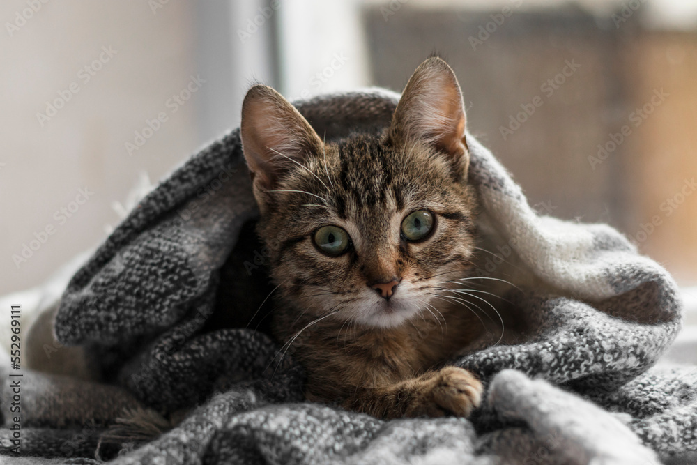 Cute striped kitten wrapped in a scarf. Close-up of a cat's muzzle wrapped in a knitted blanket. Cozy and warm concept. Cute striped kitten wrapped in a scarf. Close-up of a cat's muzzle wrapped in a knitted blanket. Cozy and warm concept.