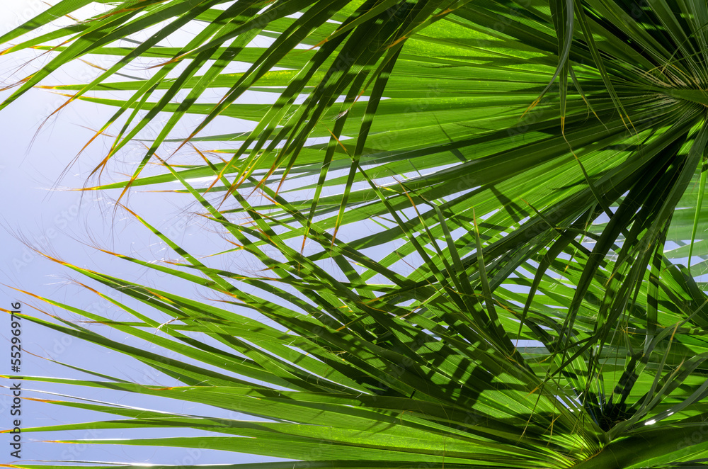 fresh palm tree branches bottom view fresh palm tree branches bottom view